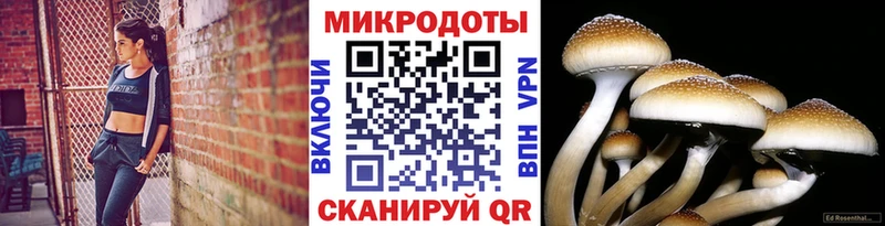 купить закладку  Николаевск  Псилоцибиновые грибы мицелий 